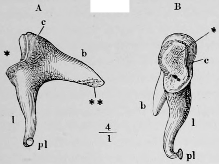 Fig. 41. Right anvil. A medial surface. B front view. c body. b short, l long process. pl proc. lenticulāris or os orbiculāre. ⁎ Articulation with the head of the hammer. ⁎⁎ Surface resting on the wall of the drum. — Two views of the anvil, A its inner surface and B from the front: a tooth-like bone with a body, a short process and a long process ending in a small knob, drawn at four times natural size.