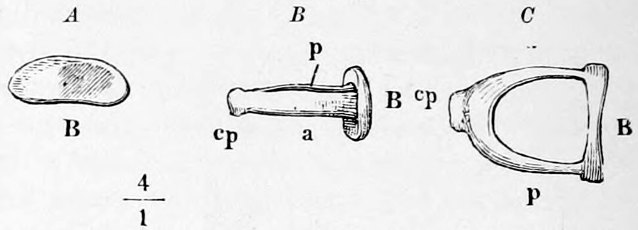 Fig. 42. Right stirrup: seen, *A* from within, *B* from front, *C* from behind. B foot. cp, head or capitulum. a Front, p back limb. — Three views of the stirrup at four times natural size: A its oval foot-plate from within, B from the front with head cp, front limb a and back limb p, and C from behind as an open stirrup shape.