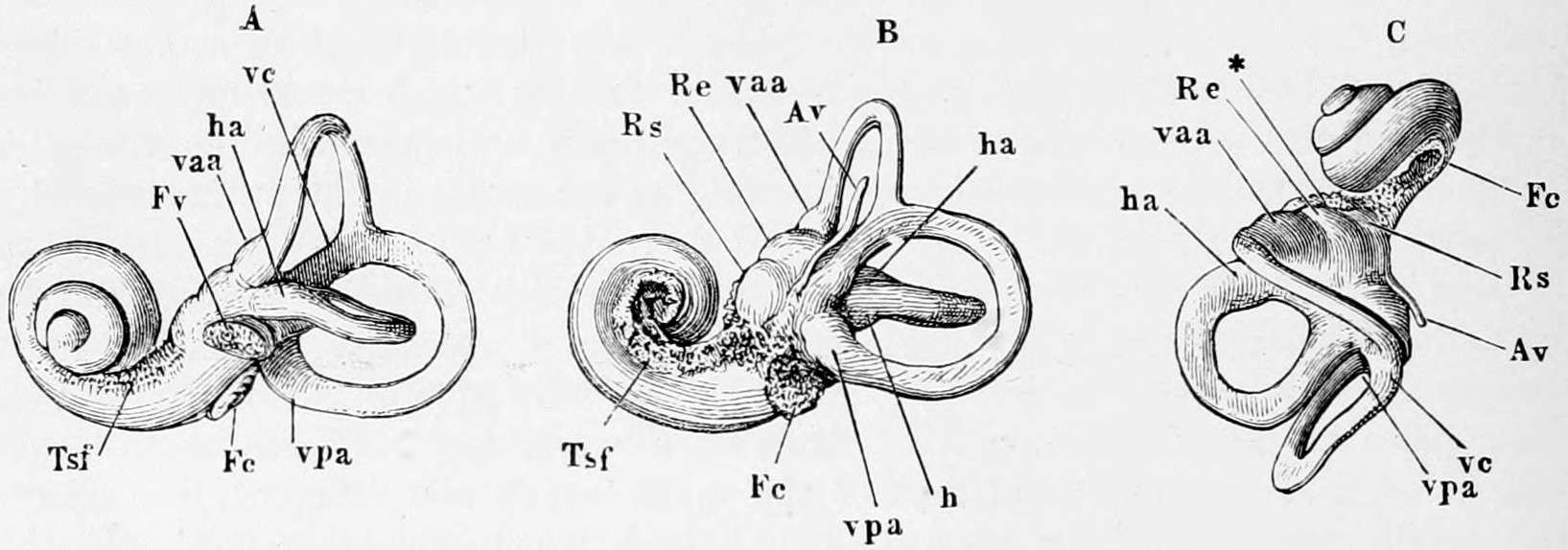 Fig. 43. A, left labyrinth from without. B, right labyrinth from within. C, left labyrinth from above. Fc, fenestra cochleae or round window. Fv, fenestra vestĭbŭlī, or oval window. Re, recessus elliptĭcus. Rs, recessus sphaerĭcus. h, horizontal semicircular canal. ha, ampulla of the same. vaa, ampulla of the front vertical semicircular canal. vpa, ampulla of the back vertical semicircular canal. vc, common limb of the two vertical semicircular canals. Av, cast of the aquaeductus vestĭbŭlī. Tsf, tractus spīrālis forāmĭnōsus. ⁎Cast of the little canals which debouch on the py̆rămis vestĭbŭlī. — Three views of a cast of the bony labyrinth, each with the snail-shell coil of the cochlea, the vestibule and the looping semicircular canals, their ampullae and windows marked with lettered leader lines.