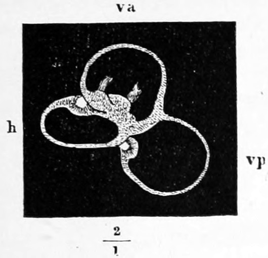 Fig. 44. Utriculus and membranous semicircular canals (left side) seen from without. va front, vp back vertical, h horizontal semicircular canal. — The utriculus and its three looping membranous semicircular canals drawn white on a solid black ground, lettered va above, h at left and vp at right, with the scale 2/1 beneath.