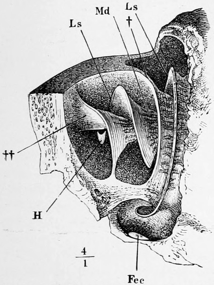 Fig. 45. Bony cochlea (right side) opened in front. Md, mŏdĭŏlus. Ls, lāmĭna spīrālis. H, hāmulus. Fec, fenestra cochleae. †Section of the partition of the cochlea. ††Upper extremity of the same. — A bony cochlea cut open from the front, showing its spiral partition winding up round the central axis, with leader lines to Md, two places marked Ls, the daggers, H and Fec; scale 4/1.
