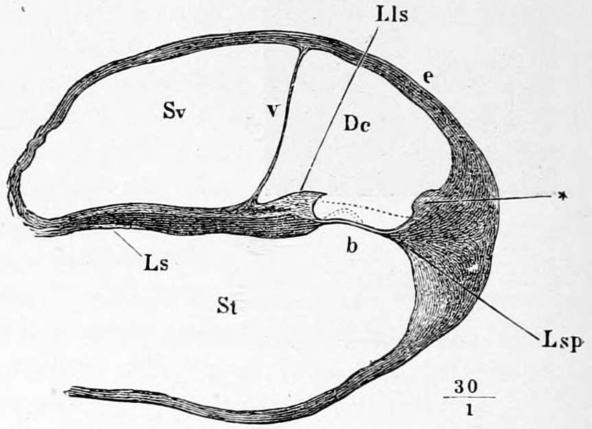 Fig. 46. Transverse section of a spire of a cochlea which has been softened in hydrochloric acid. Ls, lāmĭna spīrālis. Lls, limbus lāmĭnae spīrālis. Sv, scāla vestĭbŭlī. St, scala tympănī. Dc, ductus cochleāris. Lsp, lĭgāmentum spīrāle. v, membrāna vestibulāris. b, membrāna băsĭlāris. e, outer wall of the ductus cochleāris. ⁎ its fillet. The dotted lines shew sections of the membrāna tectōria and the auditory rods. — A cross-section of one turn of the cochlea: the vestibule gallery Sv above and the drum gallery St below, parted by the bony lamina Ls and the membrane b, with the thin membrane v closing off the triangular duct Dc.