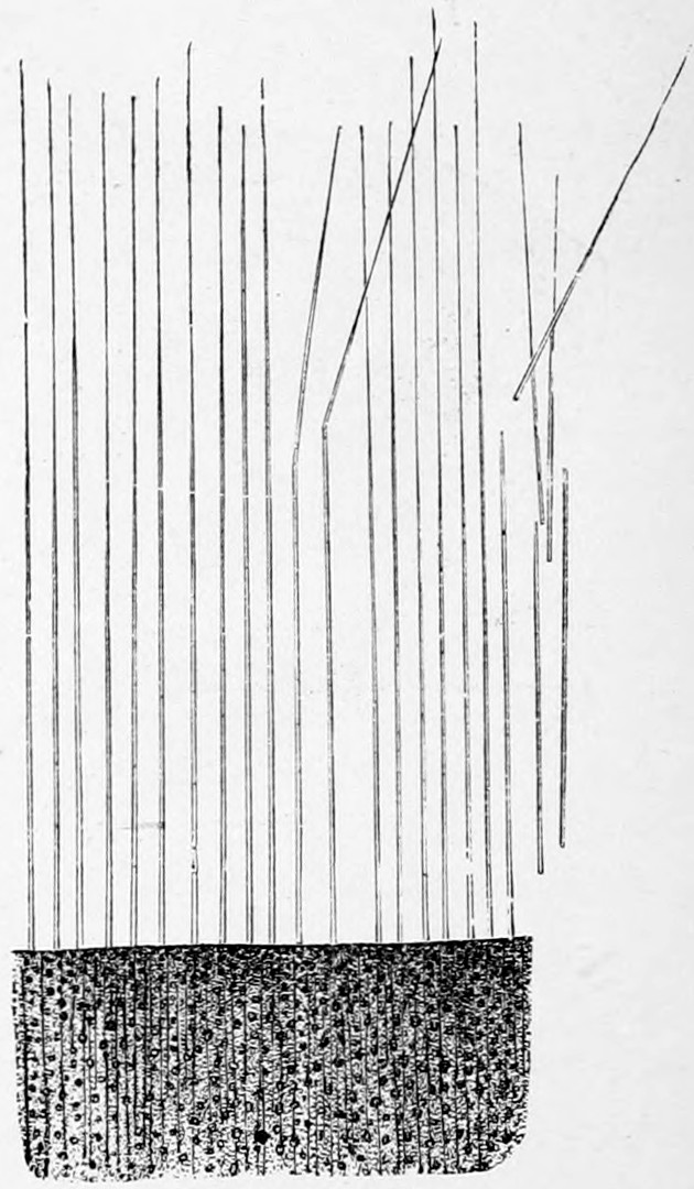Fig. 47. — Max Schultze's stiff elastic hairs: some two dozen long straight fine hairs, a few bent or broken, rising from a dark stippled strip of soft epithelium at the bottom.