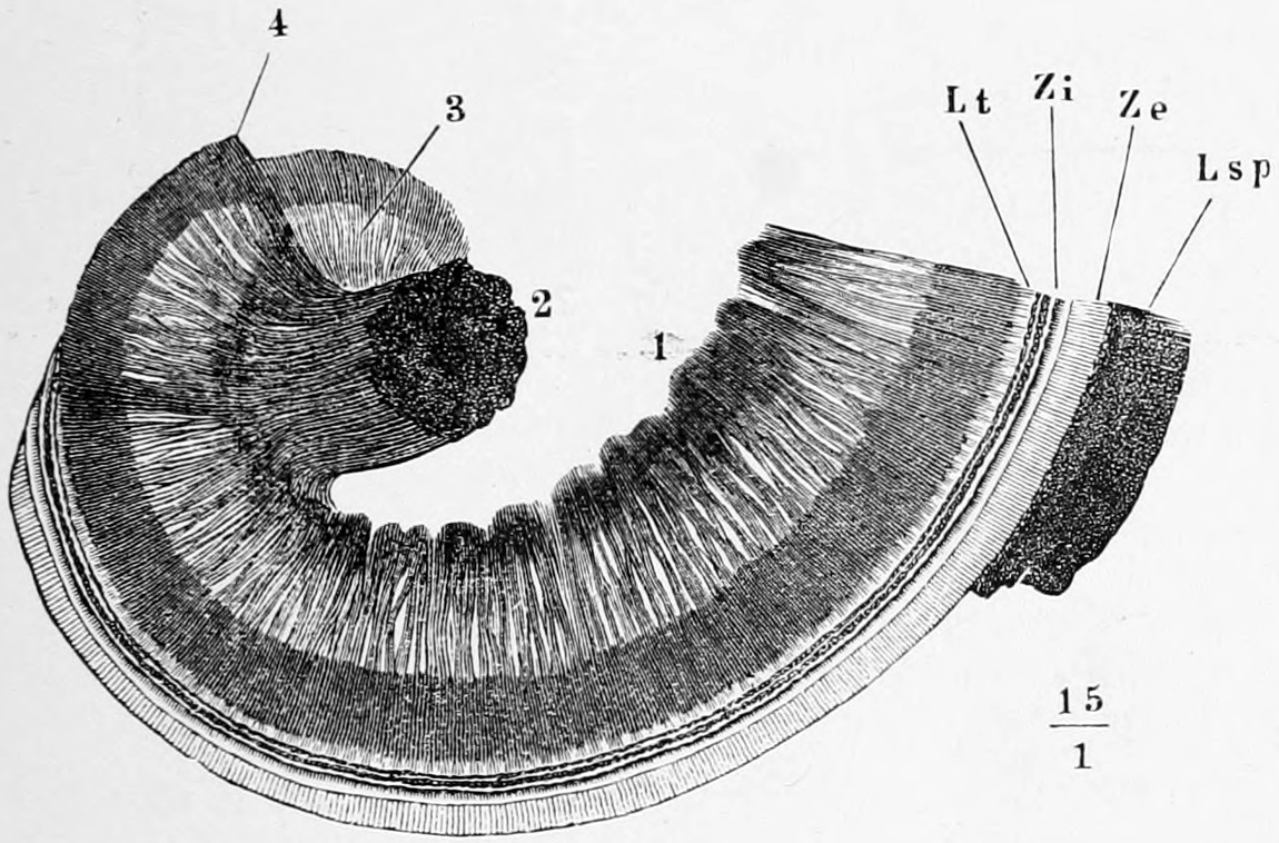 Fig. 48. — The spreading of the cochlear nerve: a curved band of fine radiating nerve fibres fanning out from the dark cut axis 2 across the bony partition 1, 3, 4 towards its margin, where Lt, Zi, Ze and Lsp are marked; scale 15/1.