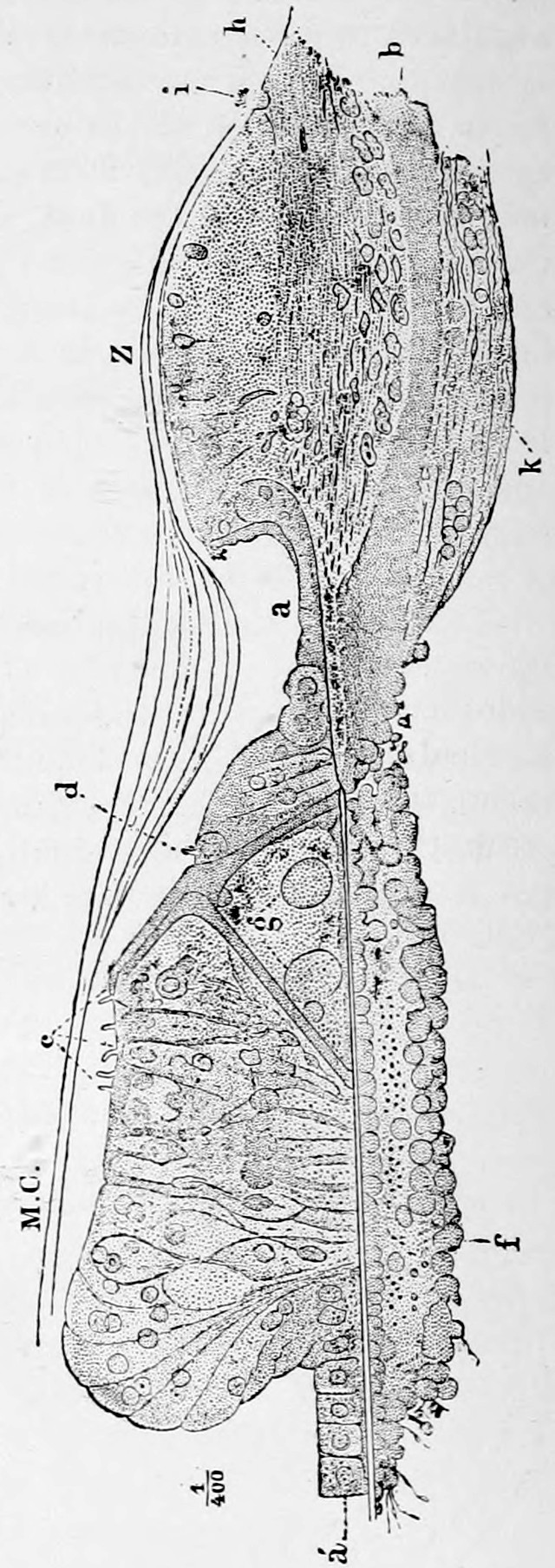 Fig. 49. — Hensen's section of the margin of the bony partition and the inner zone of the basilar membrane, engraved turned on its side: a long cellular strip with Corti's membrane M.C. curving over it and the lettered parts h, i, b, Z, k, a, d, g, e, f and a'.