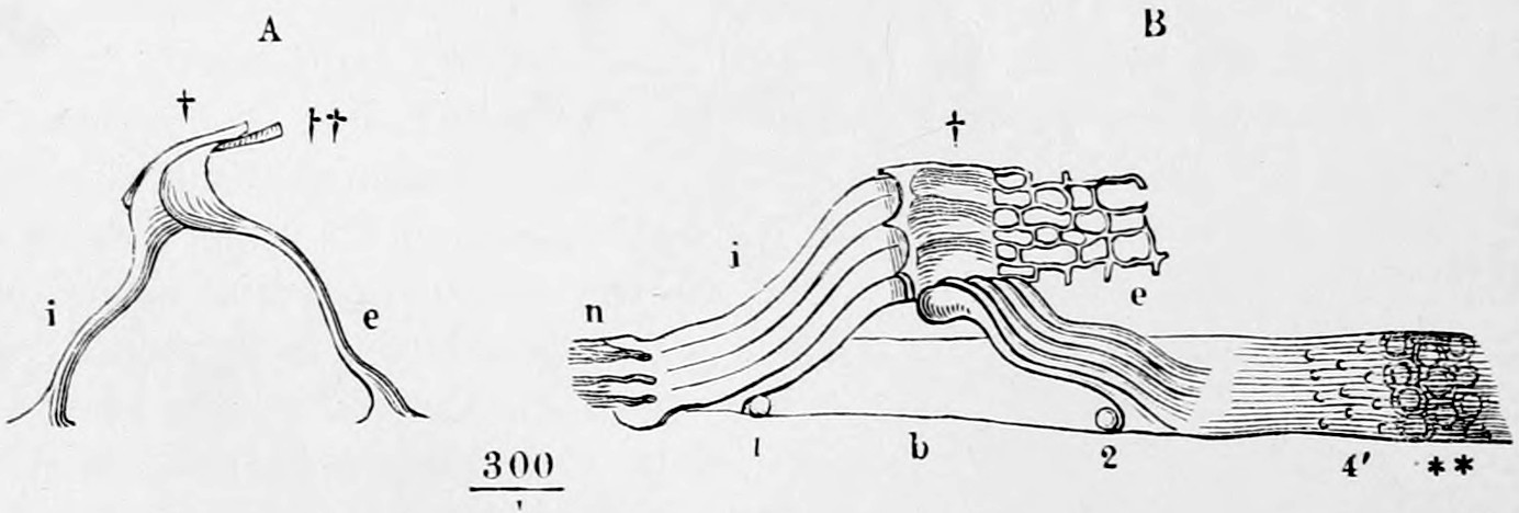 Fig. 50. A, external and internal rod in connection seen in profile. B, membrana basilaris (b) with the terminal fascĭcŭlī of nerves (n), and the internal and external rods (i and e). 1 internal, 2 external cells of the floor, 4' attachments of the cells of the cover. ⁎⁎ epithēlium. — At left A, a single arch of Corti: two slender curved rods i and e meeting at a joint under a dagger; at right B, a row of such rods standing on the basilar membrane b, with nerve fibres n entering and cells above; scale 300/1.