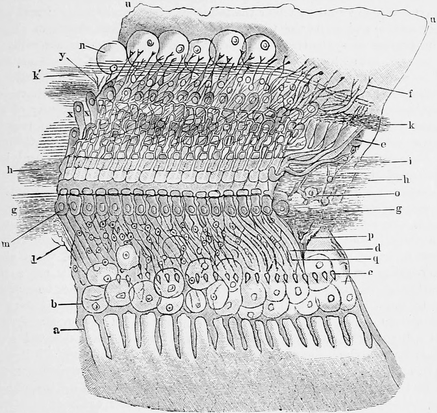 Fig. 51. — Corti's organ seen from the vestibule gallery: rows of round nerve cells, terminal cells and pierced membrane above, a long row of Corti's rods across the middle, and the toothed layer a below, with parts lettered a to y.