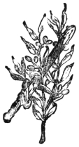 A decorative tailpiece: a small leafy sprig.