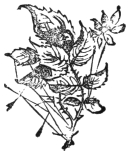 A tailpiece: a leafy spray with a single open flower at its tip.