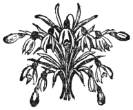 A tailpiece: a bunch of snowdrops, their heads drooping on every side.