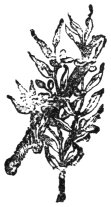 A small tailpiece: a leafy sprig with a few open flowers.