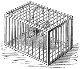 Fig. 253. — The little oblong brass cage, with the canary on its perch inside.