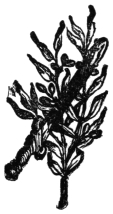 A tailpiece: a small dark sprig of leaves.