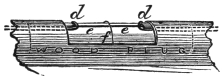 Fig. 310. — The wooden plug enlarged, filling the gap d d in the metal tube, with the fine platinum wire e e lying along it to join the ends of the two copper wires.
