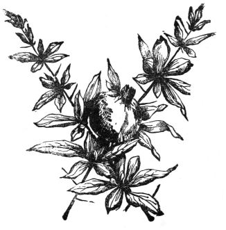 A closing ornament of long-leaved sprays around a round fruit.
