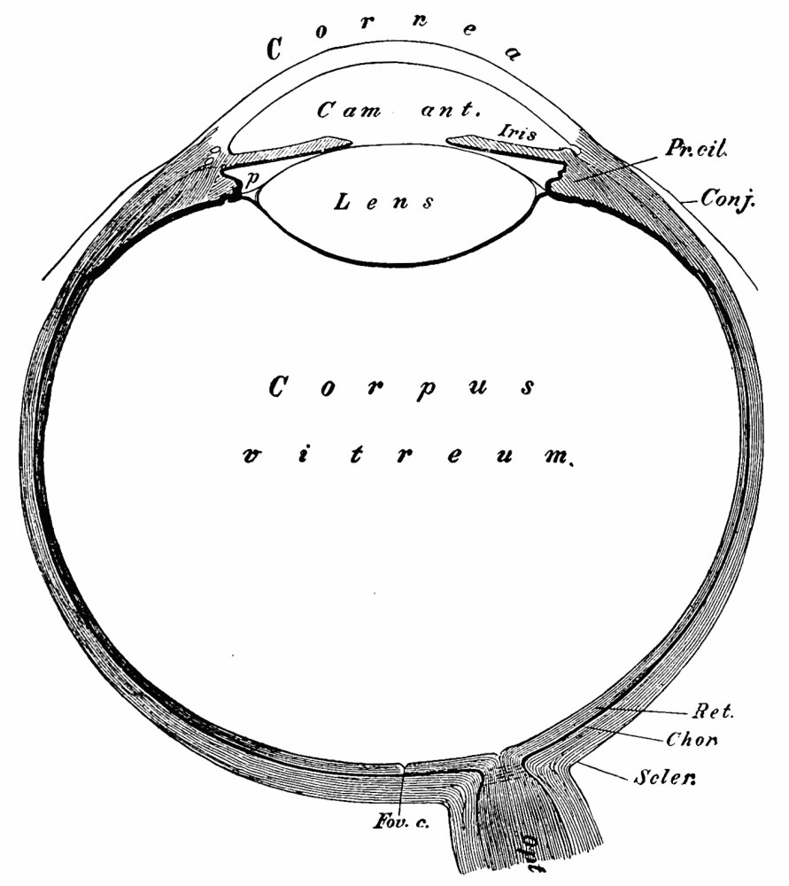 Fig. 3. — A section through the eyeball, showing cornea, anterior chamber, iris, lens and the large vitreous body, with retina, choroid and sclerotic lining the wall and the optic nerve leaving near the fovea.