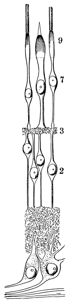 Fig. 4. — The layers of the retina drawn as a column of nerve-cells, fibres and granular bands, ending at the top in the rods and cones, numbered 9.