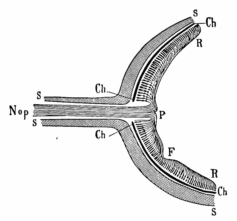 Fig. 5.—Scheme of retinal fibres, after Küss. Nop. optic nerve; S, sclerotic; Ch, choroid; R, retina; P, papilla (blind spot); F, fovea. — The optic nerve passing through the sclerotic and choroid and spreading its fibres over the inner face of the retina, with the blind spot where it enters and the shallow pit of the fovea below.