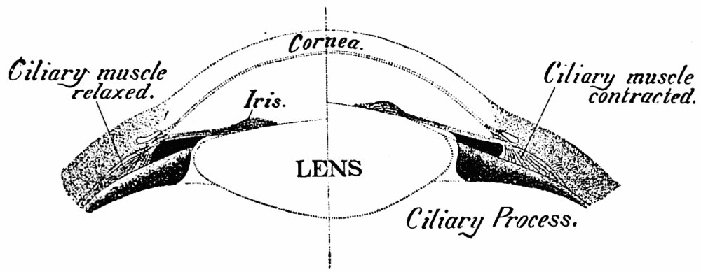 Fig. 7. — The front of the eye in section, split down the middle: on the left the ciliary muscle relaxed, on the right contracted, with the lens between and the ciliary process below.