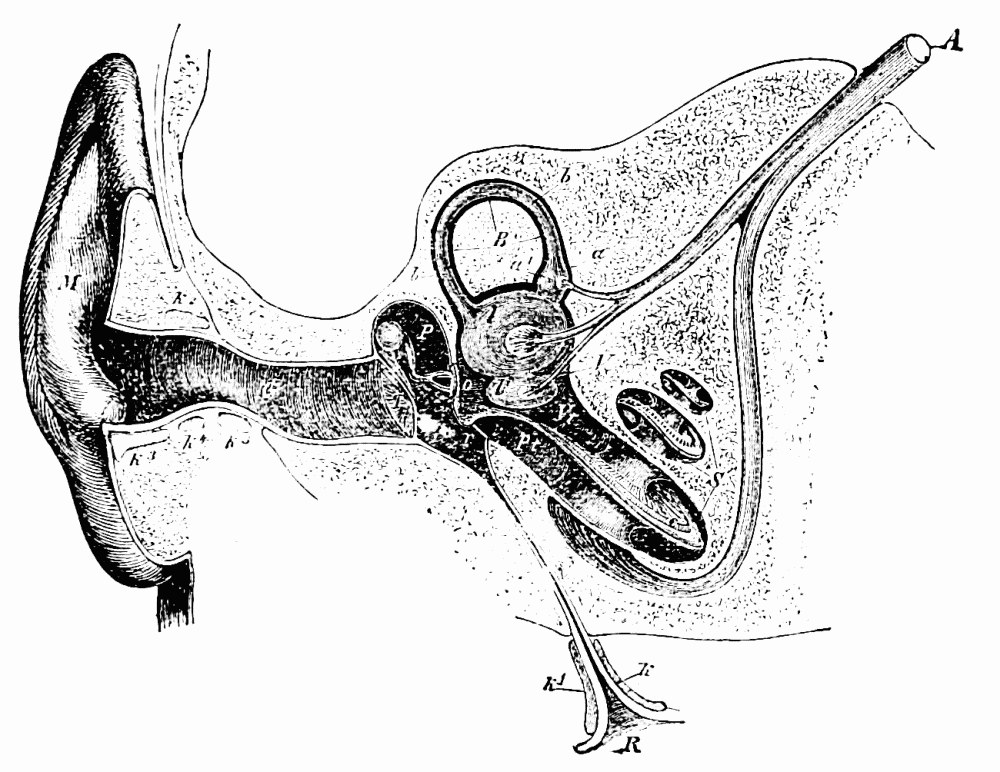 Fig. 17.—Semidiagrammatic section through the right ear (Czermak). M, concha; G, external auditory meatus; T, tympanic membrane; P, tympanic cavity; o, oval foramen; r, round foramen; R, pharyngeal opening of Eustachian tube; V, vestibule; B, a semicircular canal; S, the cochlea; Vt, scala vestibuli; Pt, scala tympani; A, auditory nerve. — The whole ear in section, from the concha and outer passage through the drum membrane and tympanic cavity to a semicircular canal, the cochlea and auditory nerve, with the Eustachian tube below.