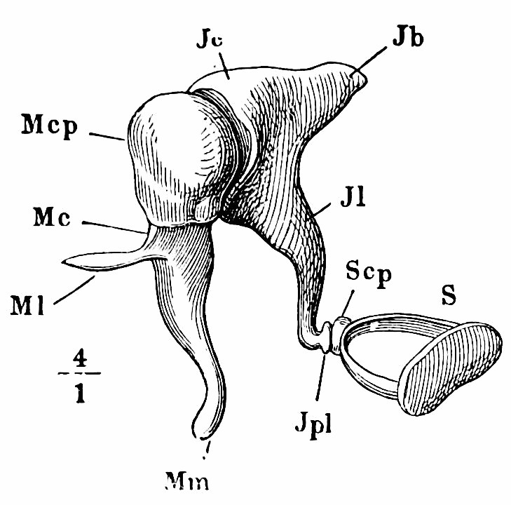 Fig. 18.—Mcp, Mc, Ml, and Mm stand for different parts of the malleus; Jc, Jb, Jl, Jpl, for different parts of the incus. S is the stapes. — The three small bones of the ear, much enlarged: the malleus with its rounded head, the incus beside it, and the stirrup-shaped stapes at the end of the chain.