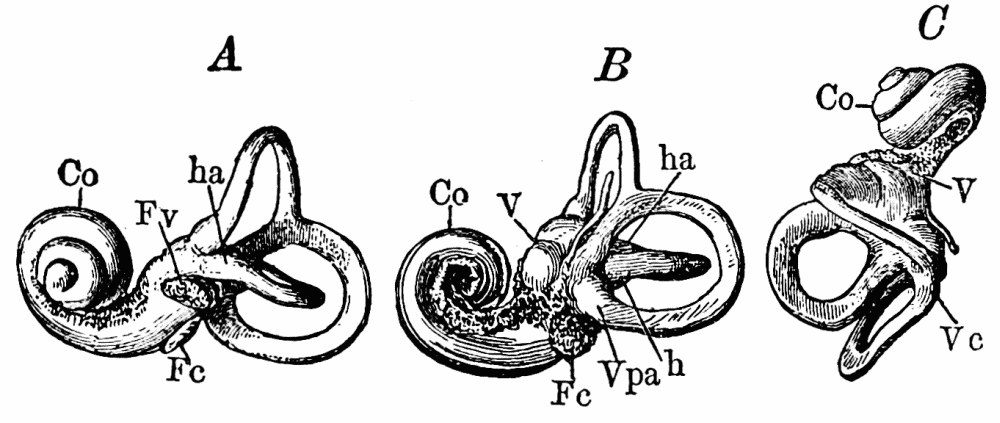 Fig. 19.—Casts of the bony labyrinth. A, left labyrinth seen from the outer side; B, right labyrinth from the inner side; C, left labyrinth from above; Co, cochlea; V, vestibule; Fc, round foramen; Fv, oval foramen; h, horizontal semicircular canal; ha, its ampulla; vaa, ampulla of anterior vertical semicircular canal; vpa, ampulla of posterior vertical semicircular canal; vc, conjoined portion of the two vertical canals. — Three views of a cast of the bony labyrinth, each showing the coiled, snail-like cochlea, the vestibule and the loops of the semicircular canals.