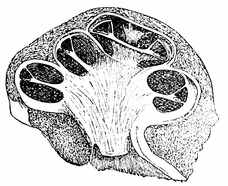 Fig. 20.—A section through the cochlea in the line of its axis. — A cochlea cut through its axis, showing the tube wound round a central bony core, the modiolus, from which nerve-fibres fan out into each coil.