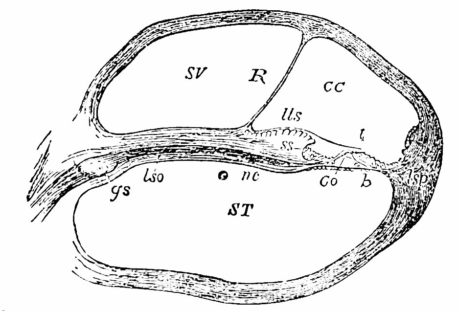 Fig. 21.—Section of one coil of the cochlea, magnified. SV, scala vestibuli; R, membrane of Reissner; CC, membranous cochlea (scala media); lls, limbus laminæ spiralis; t, tectorial membrane; ST, scala tympani; lso, spiral lamina; Co, rods of Corti; b, basilar membrane. — One coil of the cochlea cut across, divided into the scala vestibuli above and the scala tympani below, with the membranous cochlea between them bounded by the membrane of Reissner.