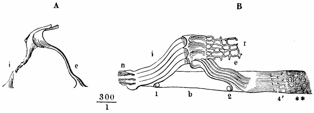 Fig. 22.—The rods of Corti. A, a pair of rods separated from the rest; B, a bit of the basilar membrane with several rods on it, showing how they cover in the tunnel of Corti; i, inner, and e, outer rods; b, basilar membrane; r, reticular membrane. — Two drawings of the rods of Corti, much magnified: at left a single pair leaning together; at right a row of them standing on the basilar membrane with the reticular membrane above.