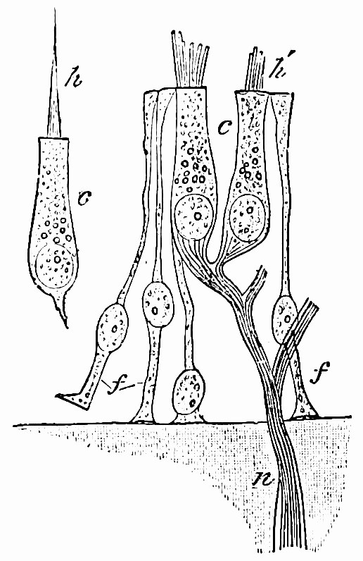 Fig. 23.—Sensory epithelium from ampulla or semicircular canal, and saccule. At n a nerve-fibre pierces the wall, and after branching enters the two hair-cells, c. At h a 'columnar cell' with a long hair is shown, the nerve-fibre being broken away from its base. The slender cells at f seem unconnected with nerves. — Tall hair-cells standing among slender cells on a basement layer, with a nerve-fibre rising from below and branching into two of them.
