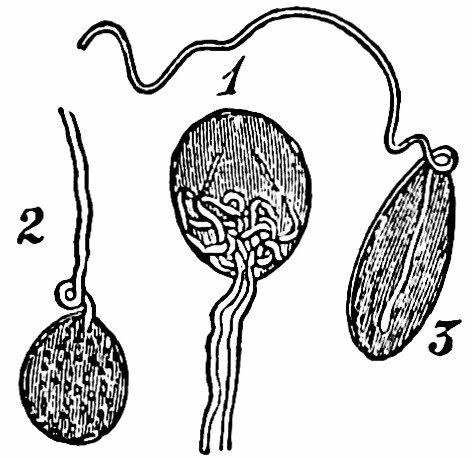 Fig. 24.—End-bulbs from the conjunctiva of the human eye, magnified. — Three end-bulbs, each a small oval capsule with a nerve-fibre entering it; in the first the fibre coils up inside in a tangle.