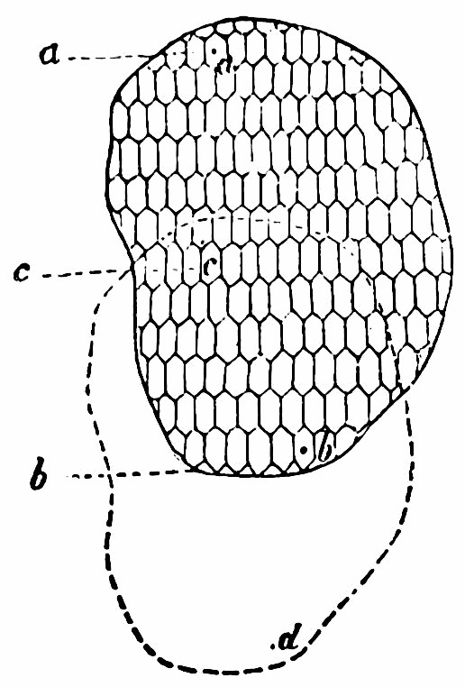 Fig. 25. — A patch of skin divided into many small six-sided nerve-areas, with points a, b and c marked on it and a dotted outline d extending below.