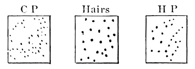 Fig. 26.—The figure marked C P shows the cold-spots, that marked H P the heat-spots, and the middle one the hairs on a certain patch of skin on one of Goldscheider's fingers. — Three squares of skin from one finger, side by side: the cold-spots, the hairs and the heat-spots, each patch scattered with its own pattern of dots.