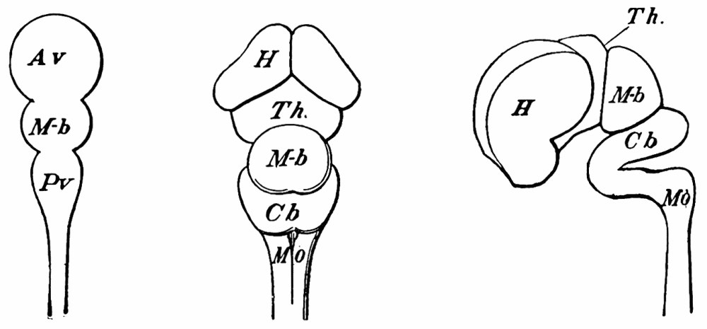 Fig. 28. Fig. 29. Fig. 30. (All after Huguenin.) — Three stages of the embryo brain: first a tube swelling into three vesicles, then the parts seen from above, then from the side with the hemisphere arching back over the rest.