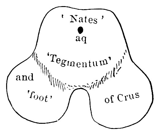 Fig. 31. —The 'nates' are the anterior corpora quadrigemina, the spot above aq is a section of the sylvian aqueduct, and the tegmentum and two 'feet' together make the Crura. These are marked C.C. , and a cross (+) marks the aqueduct, in Fig. 32. — A cross-section of the mid-brain, with the nates on top, the small dark aqueduct beneath them, the tegmentum in the middle, and the two lobes of the crus below.