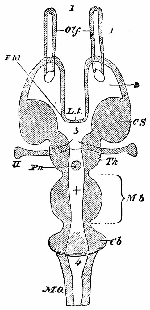 Fig. 32 (after Huxley). — A diagram of the brain seen from above and opened out, from the olfactory lobes at the top through the hemispheres, thalami and mid-brain to the cerebellum and medulla, with ventricles numbered.