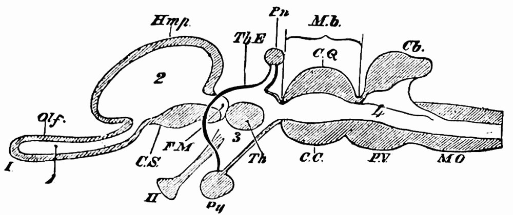 Fig. 33 (after Huxley). — A diagram of the brain in side section, from the olfactory lobe at the left through the hemisphere, thalamus and mid-brain to the cerebellum, pons and medulla at the right.