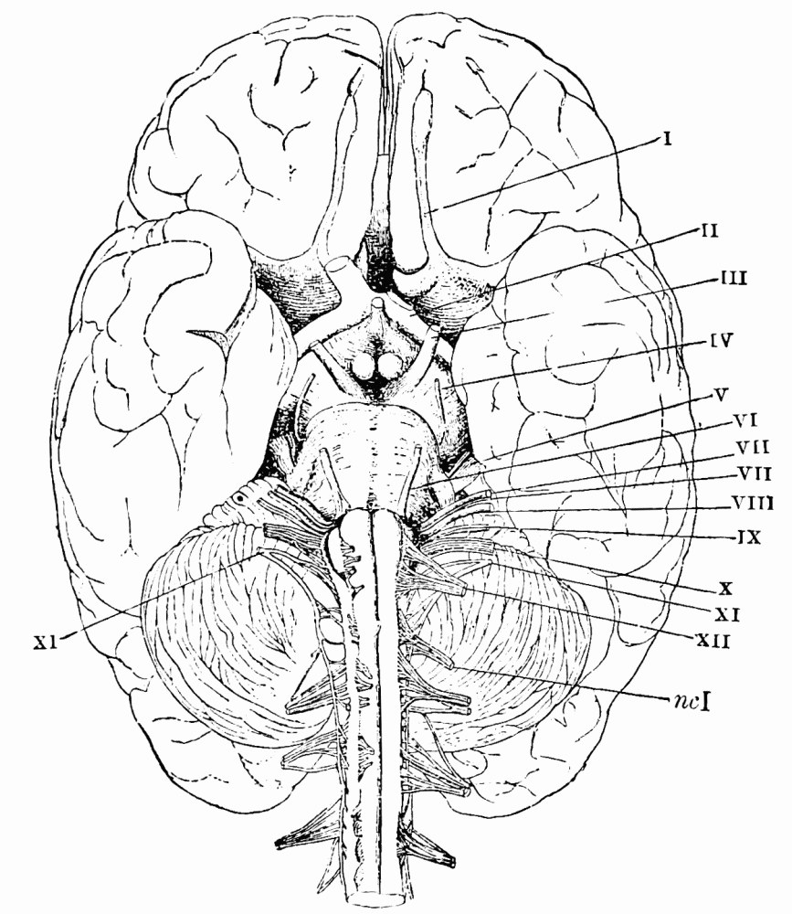 Fig. 34. —The human brain from below, with its nerves numbered, after Henle I, olfactory; II, optic; III, oculo-motorius; IV, trochlearis; V, trifacial; VI, abducens oculi; VII, facial; VIII, auditory; IX, glosso-pharyngeal; X, pneumogastric; XI, spinal accessory; XII, hypoglossal; nc I, first cervical, etc. — The underside of the human brain, showing the hemispheres, the cerebellum and the medulla running down the middle, with the numbered nerves leaving on each side.