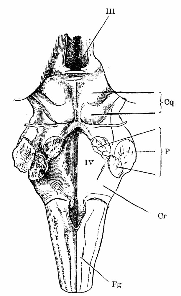 Fig. 35. —Fourth ventricle, etc. (Henle). III , third ventricle; IV , fourth ventricle; P , anterior, middle, and posterior peduncles of cerebellum cut through; Cr , restiform body; Fg , funiculus gracilis; Cq , corpora quadrigemina. — The brain-stem seen from behind with the cerebellum removed: the cut peduncles stand out on either side of the diamond-shaped floor of the fourth ventricle, with the corpora quadrigemina above and the medulla tapering below.
