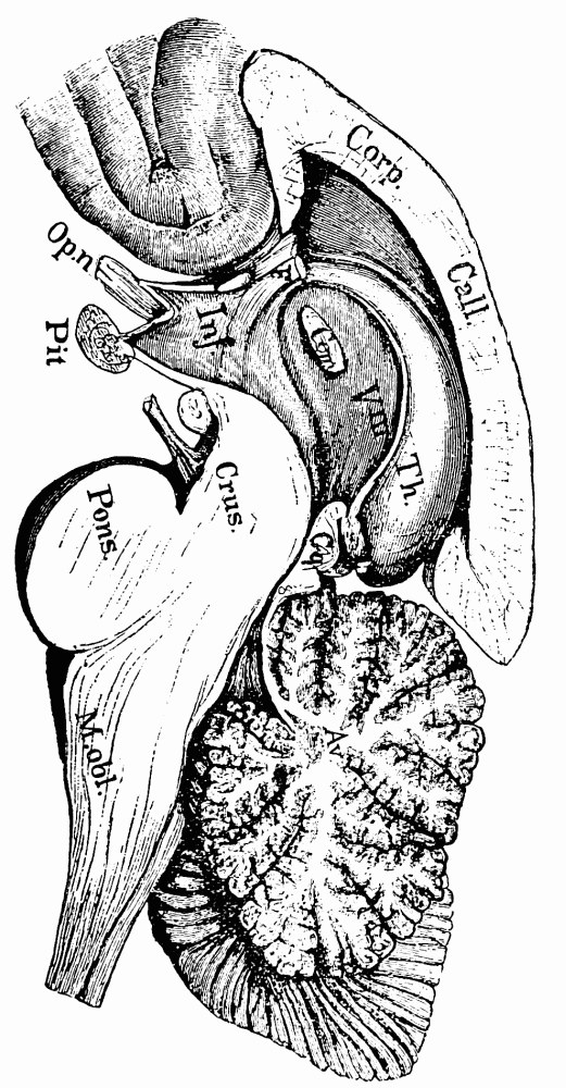 Fig. 37. —Median section of human brain below the hemispheres. Th , thalamus; Cg , corpora quadrigemina; V III , third ventricle; Com , middle commissure; F , columns of fornix; Inf , infundibulum; Op.n , optic nerve; Pit , pituitary body; Av , arbor vitæ. (After Obersteiner). — The brain cut down its middle line and seen from the inside, printed on its side: the arched corpus callosum and thalamus above, the pons, crus and medulla below, and the branching arbor vitæ of the cerebellum at the foot.