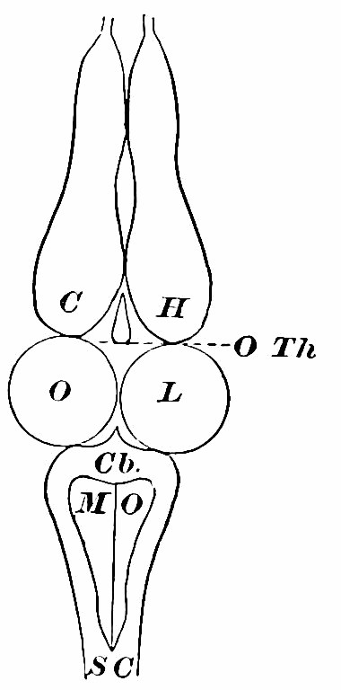 Fig. 39. — C , H , cerebral hemispheres; O Th , optic thalami; O L , optic lobes; Cb , cerebellum; M O , medulla oblongata; S C , spinal cord. — An outline diagram of the frog's nerve-centres from front to back: two long cerebral hemispheres, the small optic thalami, the two round optic lobes, the cerebellum, and the medulla narrowing into the spinal cord.