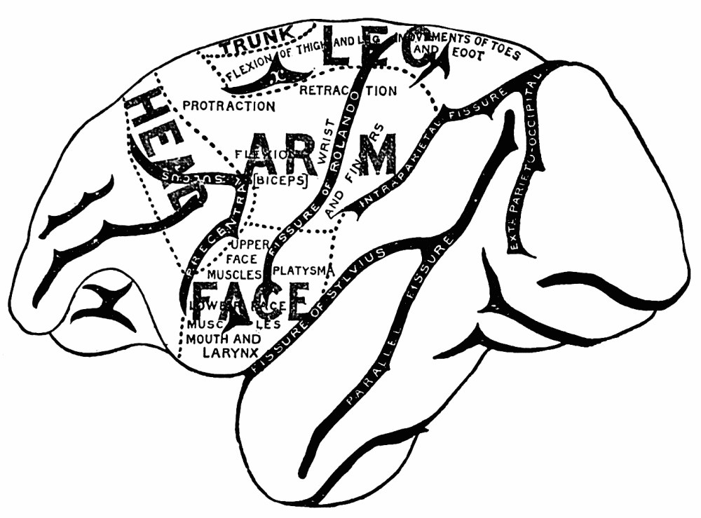 Fig. 41. —Left hemisphere of monkey's brain. Outer surface. — The outer face of the monkey's left hemisphere, its fissures drawn in black, with the motor zone either side of the fissure of Rolando mapped into regions lettered leg, arm, head and face and their particular movements.