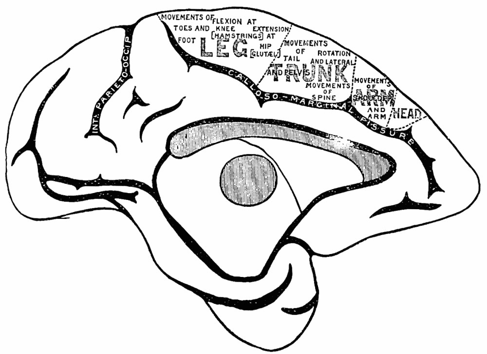 Fig. 42. —Left hemisphere of monkey's brain. Mesial surface. — The inner face of the same hemisphere, where the motor zone continues along the calloso-marginal fissure in regions lettered leg, trunk, arm and head, each listing the movements its excitation produces.