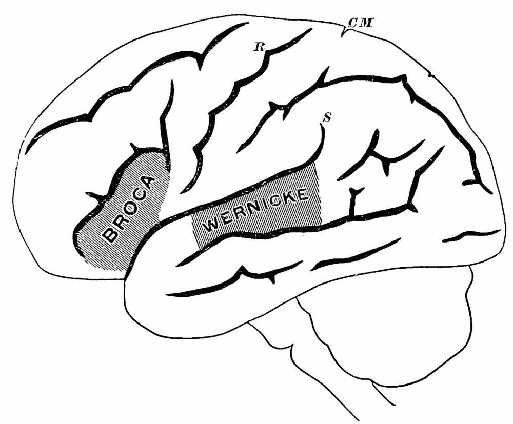 Fig. 44. —Schematic profile of left hemisphere, with the parts shaded whose destruction causes motor ('Broca') and sensory ('Wernicke') aphasia. — The outer side of the left hemisphere with two shaded patches: Broca's, at the foot of the frontal lobe, and Wernicke's, along the upper temporal convolution below the fissure of Sylvius.