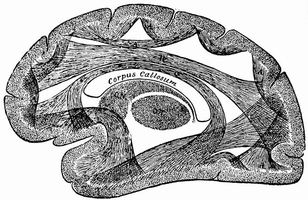 Fig. 46. —Fibres associating the cortical centres together. (Schematic, after Starr.) — A section through one hemisphere showing bundles of fibres sweeping from convolution to convolution around the corpus callosum and the central gray masses, tying distant parts of the cortex together.