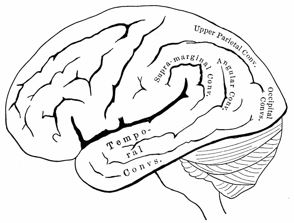 Fig. 47. — The outer side of a human hemisphere with its convolutions named — temporal, supra-marginal, angular, upper parietal and occipital — the supra-marginal and angular being where Naunyn found his third cluster of aphasic lesions.