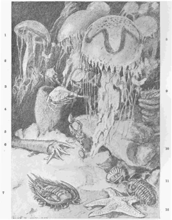 Marine Life in the Cambrian Period. 1 and 8, Jellyfishes; 2, Hyolithes (swimming snail); 3, Hymenocaris; 4, Protospongia; 5, Lampshells (Obolella); 6, Orthoceras; 7, Trilobite (Paradoxides) — see the fossil in the next plate; 9, Coral (Archæocyathus); 10, Bryograptus; 11, Trilobite (Olenellus); 12, Palesterina — A drawing of the Cambrian sea floor, with numbers down both margins keying each creature — large bell-shaped jellyfishes drifting overhead, a cone-shelled Orthoceras and a sponge below, and trilobites and a starfish-like Palesterina on the bottom.