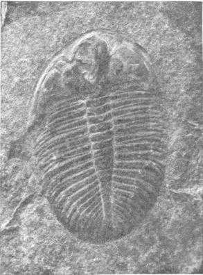 Fossil Trilobite (Slightly Magnified) Photo: John J. Ward, F.E.S. — A trilobite pressed into a slab of rock, its oval body showing a rounded head shield and a ridged spine with rows of segments running down either side to the tail.
