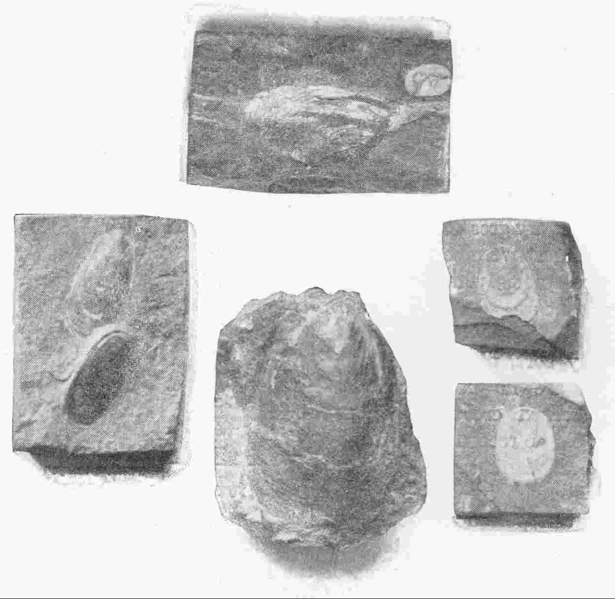 Early Palæolithic Fossils of Various Species of Lingula. Species of this most ancient genus of shellfish still live to-day. (In Natural History Museum, London) — Five pieces of rock, each carrying the impression of one or more small, oval, tongue-shaped shells of Lingula.