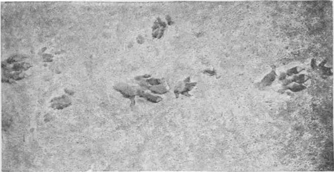 Fossilized Footprints of a Labyrinthodont Cheirotherium. (In Natural History Museum, London) — A stretch of rock surface bearing a trail of footprints, several of them showing splayed, hand-like toes.